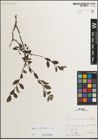Foto von Salix mielichhoferi Saut. x Salix retusa L.